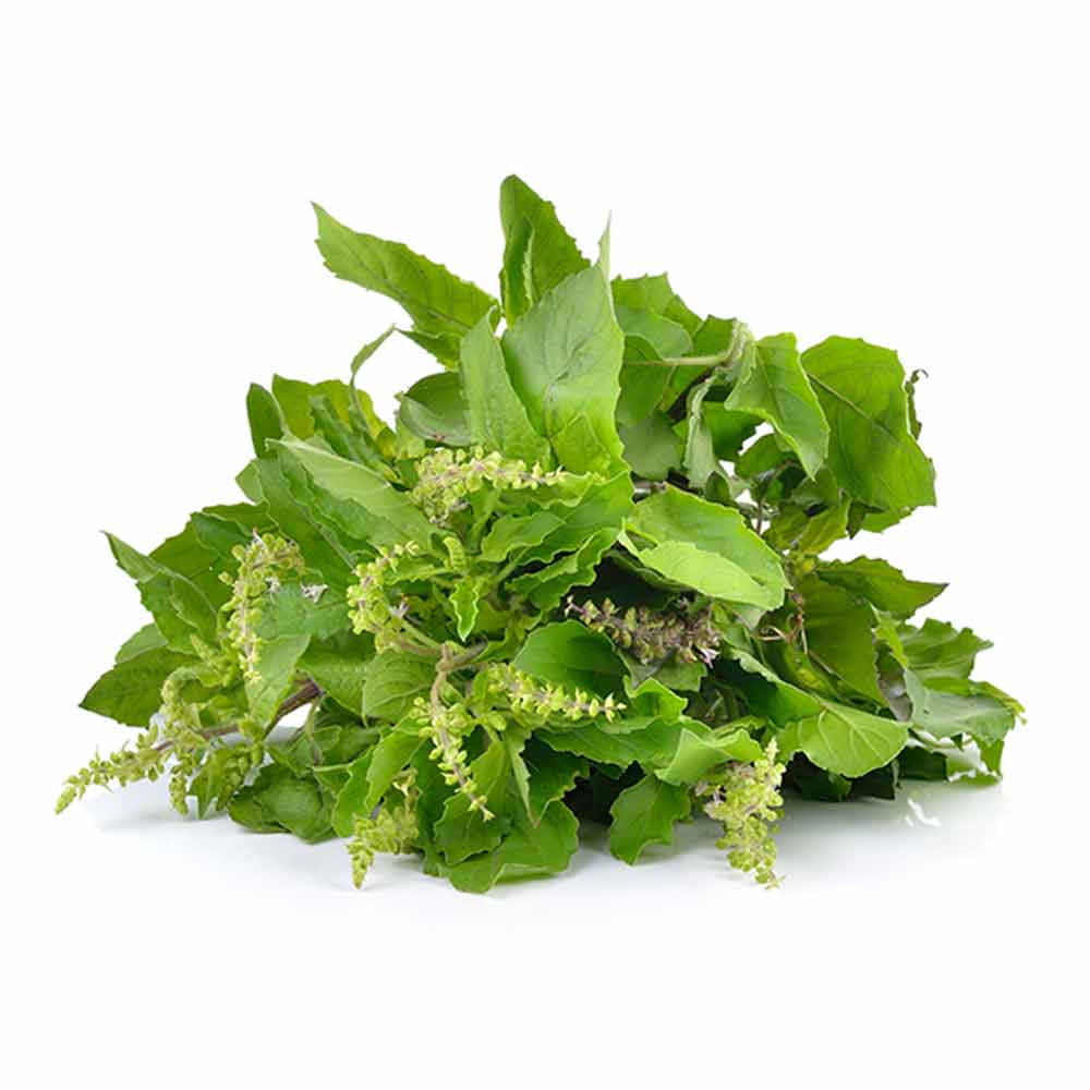 Basil Docs Holly at Phillip b blog